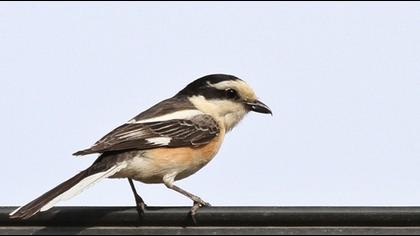 Maskeli örümcekkuşu