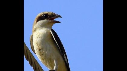 Karaalınlı örümcekkuşu