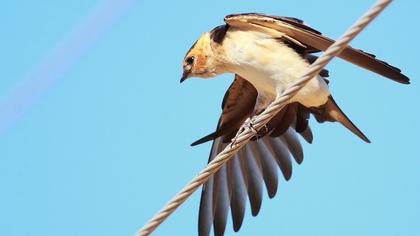 Kızıl kırlangıç