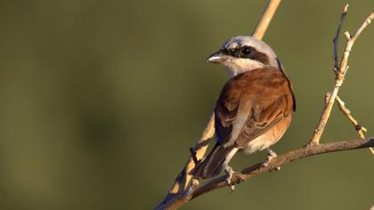 Kızılsırtlı örümcekkuşu