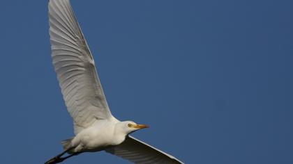 Sığır balıkçılı