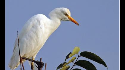 Sığır balıkçılı