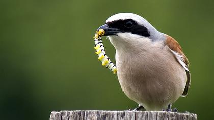 Kızılsırtlı örümcekkuşu