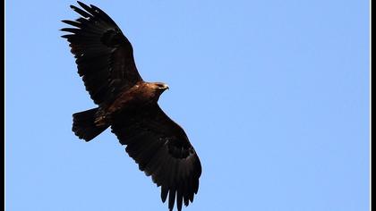 Büyük orman kartalı