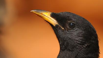 Sarıgagalı dağ kargası