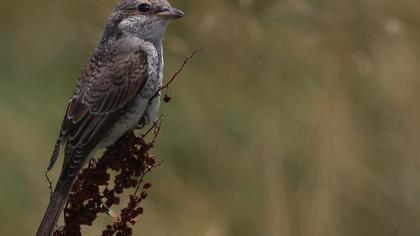Kızılsırtlı örümcekkuşu