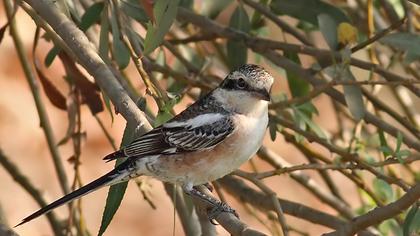 Maskeli örümcekkuşu