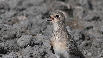 Bataklıkkırlangıcı