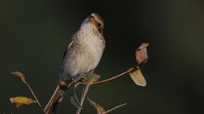 Kızılsırtlı örümcekkuşu