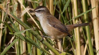 Bıyıklı kamışçın
