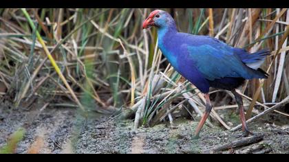 Sazhorozu » Purple Swamphen » Porphyrio porphyrio
