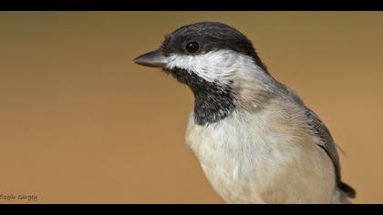 Akyanaklı baştankara » Sombre Tit » Poecile lugubris