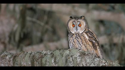 Kulaklı orman baykuşu » Long-eared Owl » Asio otus