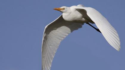 Sığır balıkçılı