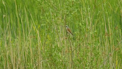 Kızılsırtlı örümcekkuşu