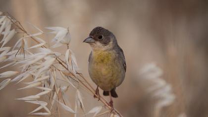 Karabaşlı kirazkuşu
