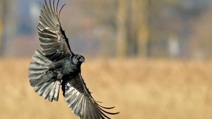 Avrupa leş kargası