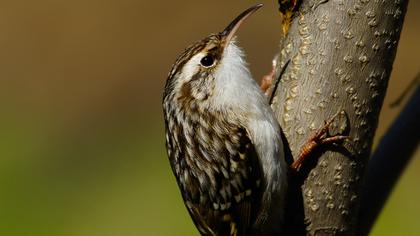 Bahçe tırmaşıkkuşu