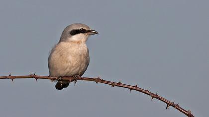 Büyük örümcekkuşu