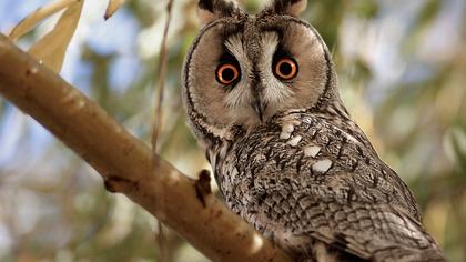 Kulaklı orman baykuşu