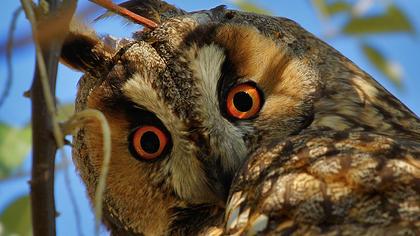 Kulaklı orman baykuşu