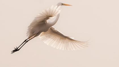 Büyük ak balıkçıl