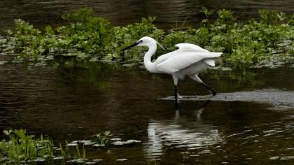Küçük ak balıkçıl