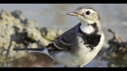 Ak kuyruksallayan » White Wagtail » Motacilla alba