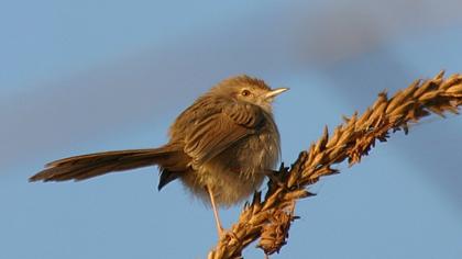 Dikkuyruklu ötleğen