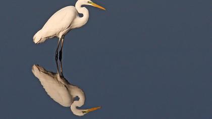 Büyük ak balıkçıl