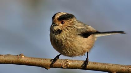 Uzunkuyruklu baştankara