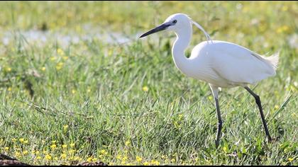 Küçük ak balıkçıl