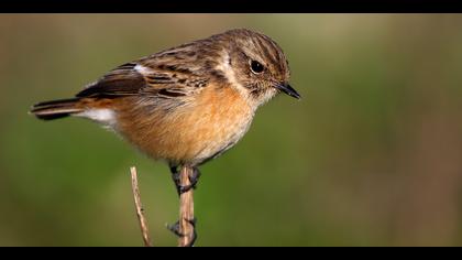 Taşkuşu » European Stonechat » Saxicola rubicola