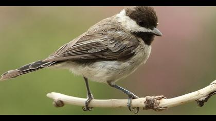 Akyanaklı baştankara