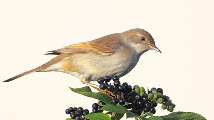 Akgerdanlı ötleğen