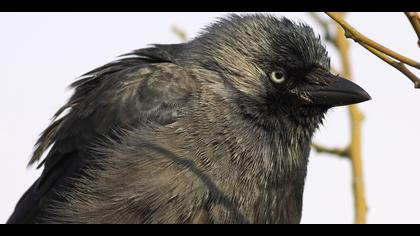 Küçük karga » Western Jackdaw » Coloeus monedula