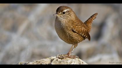 Çitkuşu » Eurasian Wren » Troglodytes troglodytes