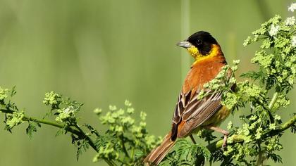 Karabaşlı kirazkuşu