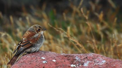 Kızılsırtlı örümcekkuşu