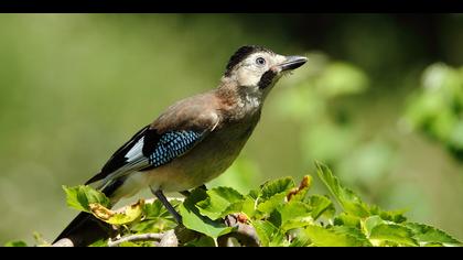 Alakarga » Eurasian Jay » Garrulus glandarius