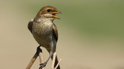 Kızılsırtlı örümcekkuşu