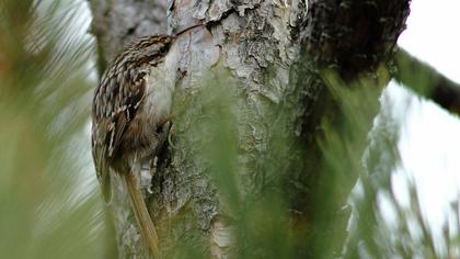 Bahçe tırmaşıkkuşu