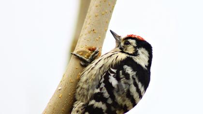 Küçük ağaçkakan