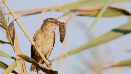 Büyük kamışçın