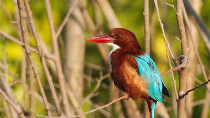 İzmir yalıçapkını