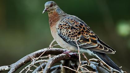 Büyük üveyik eskisi