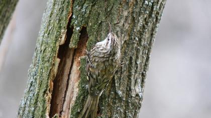 Bahçe tırmaşıkkuşu