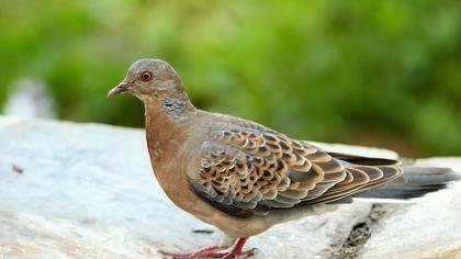 Büyük üveyik eskisi