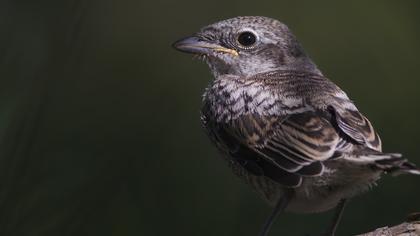 Kızılsırtlı örümcekkuşu