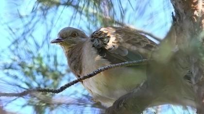 Büyük üveyik eskisi